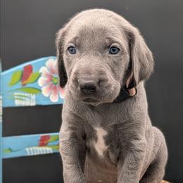 Star - Blue female Weimaraner puppy in Evart, Michigan from Drehbar Weimaraners