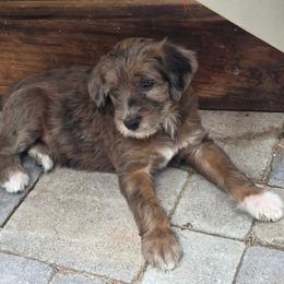 Viola - Merle female Double Doodle puppy in Chula Vista, California from South Bay Double Doodles