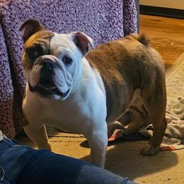 Winnie - Bulldog