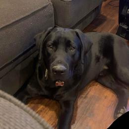 Labrador Retriever All Grown Up from Royal Ridge Labs