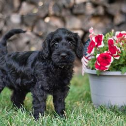 Australian Labradoodle Puppies from Forever Friends Labradoodles