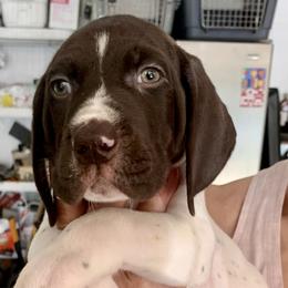 Girl 3 - female German Shorthaired Pointer puppy in Richmond, Texas from Southern Star GSP/Stern des Südens