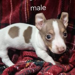 Owen - White and chocolate male Teddy Roosevelt Terrier puppy in Murray, Kentucky from Froschwald German Shepherds and Xanadu Teddy Roosevelt Terriers