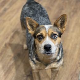 Ellie - Australian Cattle Dog