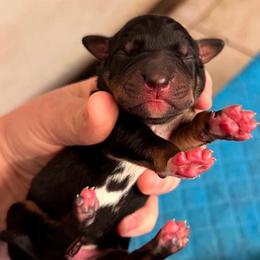 Male 1 - Black male Catahoula Leopard Dog puppy in Crestview, Florida from C4 Kennels of FL & AL