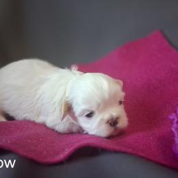 Snow - White female Shih Tzu puppy in Montrose, Colorado from Gnomies Furry Friends
