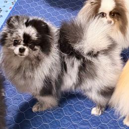 Berlyn - Pomeranian
