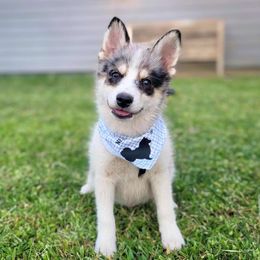 Hank - Merle Pomsky puppy in Kennewick, Washington from Nebula Ranch Pomskies