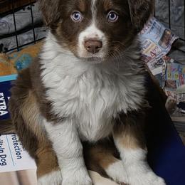 Brownie - Red tri-color female Australian Shepherd puppy in Belmont, New Hampshire from Sharon's Australian Shepherds