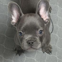 Maple - Blue female French Bulldog puppy in Alexandria, Virginia from Boss Lady Kennel