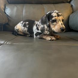 Zara - Dapple female Dachshund puppy in Milroy, Pennsylvania from Not Your Average Weiner