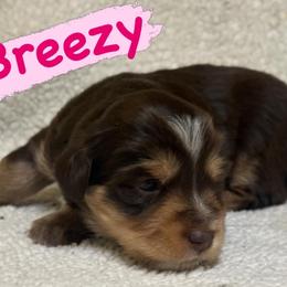 Breezy (Female 1) - Red tri-color female Aussiedoodle puppy in South Central, Pennsylvania from Windy Hills Mini Aussies & Doodles