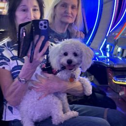Heidi - White female Bichon Frise puppy in Clackamas, Oregon from Bonnie Maes' Bichon Frise Puppies
