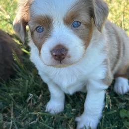 Boy 4 - Red merle male Miniature Australian Shepherd puppy in Amarillo, Texas from Duclops Ranch Aussies