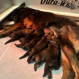 German Shepherd Puppies from FuryHaus German Shepherds