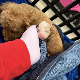 Derek - Apricot male Poodle puppy in Miami, Florida from Poodles 4 Life