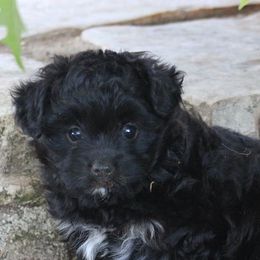 Aussiedoodles, Miniature American Shepherds, Miniature Australian Shepherds, and Toy Australian Shepherds from Concho Pearl Aussies