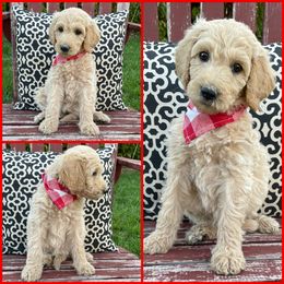 Goldendoodle Puppies from Puppy Paws Colorado