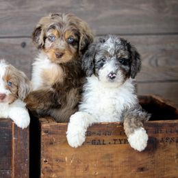 Aussiedoodles and Labradoodles from Doodles & Co