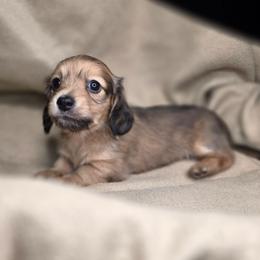 Ben - Cream male Dachshund puppy in Tucson, Arizona from Crowned Doxies