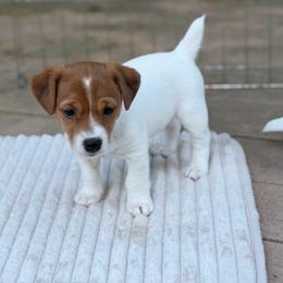 Bella (already reserved) - White and tan female Russell Terrier puppy in Andover, Connecticut from Frog Hollow Farm