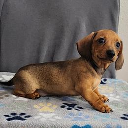 Goldie - Red female Dachshund puppy in Eatonville, Washington from Fritz Family Friends
