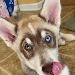 Siberian Husky Puppies from Rocket City Huskies