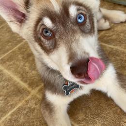 Siberian Husky Puppies from Rocket City Huskies