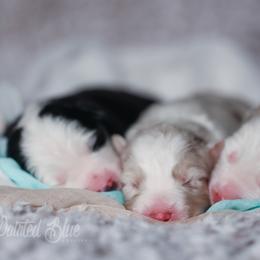 Australian Shepherd, Miniature American Shepherd, Miniature Australian Shepherd, and Toy Australian Shepherd Puppies from Painted Blue Aussies