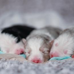 Australian Shepherd, Miniature American Shepherd, Miniature Australian Shepherd, and Toy Australian Shepherd Puppies from Painted Blue Aussies