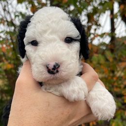 Purple - Black and white female Sheepadoodle puppy in Archer, Florida from Gainesville Sheepadoodles