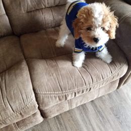 Cavapoo, Pyredoodle, and Sheepadoodle Puppies from Davis Family Doodles