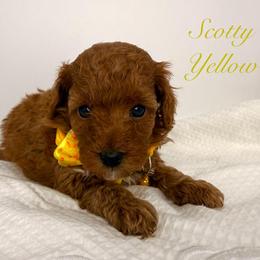 Scotty Yellow (Boy 4) - Red  male Poodle puppy in Miami, Florida from Katy's Toy Poodles & Doodles