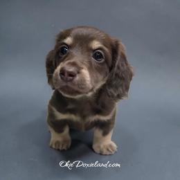 Weston - Chocolate and cream male Dachshund puppy in Oklahoma City, Oklahoma from OkieDoxieland Dachshunds