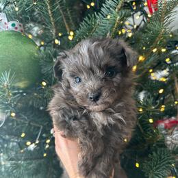 Blaze - Blue merle male Aussiedoodle puppy in Kalamazoo, Michigan from Creekside Ranch