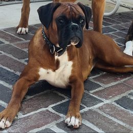 Garnet - Boxer
