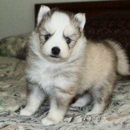 Holiday - Silver and white male Pomsky puppy in Chino Valley, Arizona from Rose Peek Pomskies