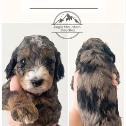 Goldendoodle Puppies from Eagle Mountain Doodles