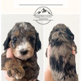 Goldendoodle Puppies from Eagle Mountain Doodles