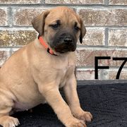 Girl 7 - Black Mouth Cur puppy in Tennessee from Narrow Road Farm