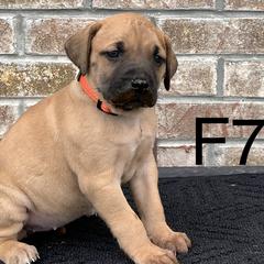 Girl 7 - Black Mouth Cur puppy in Tennessee from Narrow Road Farm
