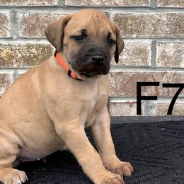 Girl 7 - Black Mouth Cur puppy in Tennessee from Narrow Road Farm