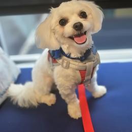 Gizmo - Maltipoo