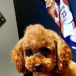Bronx - Poodle