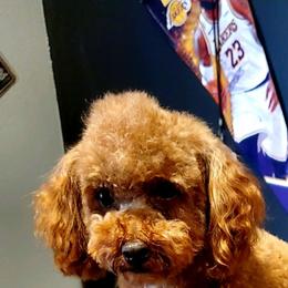 Bronx - Poodle