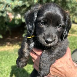 Boy, yellow collar - Brindle male Dachshund puppy in Polson, Montana from Little Miss Dachshunds of Montana