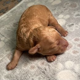 Cockapoo Puppies from Stella’s Six
