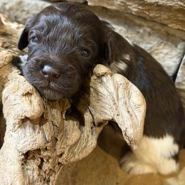 Beau (green collar) - Chocolate male Australian Labradoodle puppy in Mount Gilead, North Carolina from Tillery Labradoodles