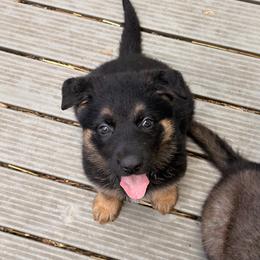 Girl 2  black-tan short coat 2,500 dollars - Black and tan female German Shepherd puppy in Hollis Center, Maine from Noble German Shepherds of Maine