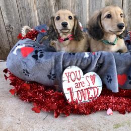 Dachshund Puppies from Billboard Doxies